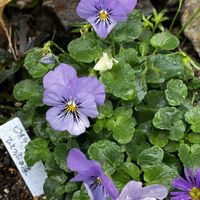 大文字草,小さな花壇,北側花壇,ビオラひとつぶの涙,紫陽花ブラックダイヤモンドの紅葉の画像