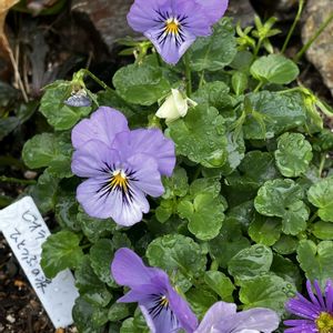 大文字草,小さな花壇,北側花壇,ビオラひとつぶの涙,紫陽花ブラックダイヤモンドの紅葉の画像