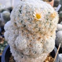 白星,花のある暮らし,cactus, サボテン,北関東の画像