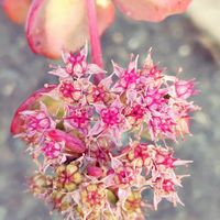 植物,お気に入り,癒し,日照不足,北国の画像