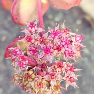 植物,お気に入り,癒し,日照不足,北国の画像