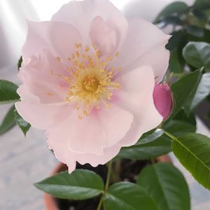 バラ,クードゥクール,ばら バラ 薔薇,平和を願う☆の画像