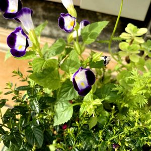 観葉植物,寄植え,可愛い花,玄関アプローチの画像