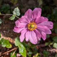 秋明菊,八重咲き秋明菊,狭いスペース,花のある暮らし,おうち園芸の画像