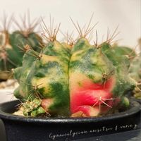 翠晃冠錦,ギムノカリキウム 翠晃冠錦,ギムノカリキウム 翠晃冠錦,Gymnocalycium anisitsii f. variegata,Gymnocalycium anisitsii f. varieg.の画像