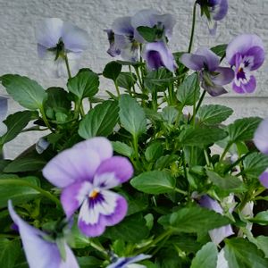 ビオラ,鉢植え,花のある暮らし♡,青い花マニア,おうち園芸の画像