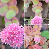 ウメモドキ,サクラ,ヤツデ,桜の木(紅葉),秋晴れの画像