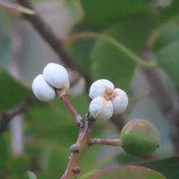 紅葉,ナンキンハゼ,可愛い実,うどん県人会,世界に平和をの画像