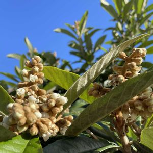 ビワ,ビワの花,無農薬,家庭菜園の画像