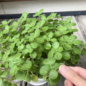 多肉植物,成長記録,おうち園芸,小さな庭の画像