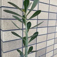 多肉植物,ベランダの画像