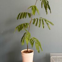 エバーフレッシュ,観葉植物,リビング・ダイニングの画像