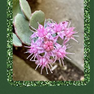 ミセバヤ,多肉箱庭,ありがとう♡,今日のお花,GSミニモニ。の画像