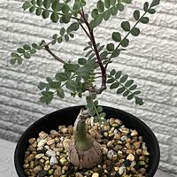 パキコルムス ディスカラー,象の木,塊根植物,コーデックス,冬型塊根の画像