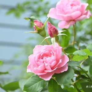 ガーデニング,花のある暮らし,我が家のお花,小さな小さな庭,ばら バラ 薔薇の画像