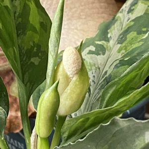 アグラオネマ・ピクタム,観葉植物,グリーンのある暮らし,植物のある暮らし,お花のある暮らしの画像