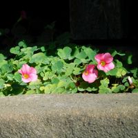 オキザリス,山野草,ピンク色の花の画像