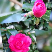 山茶花（さざんか）,地植え,実家の庭,かわいい花の画像