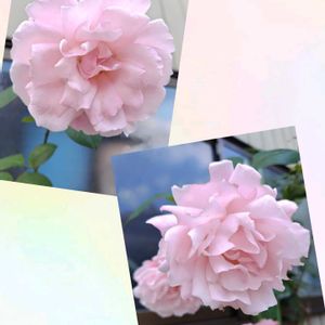 バラ,地植え,実家の庭,かわいい花の画像