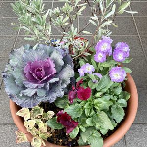 ストック,葉牡丹,寄せ植え,ガーデニング,可愛い〜♡の画像