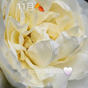 バラ,バラ　ピース,バラ　ピース,バラ、薔薇、ばら,クロン･プリンツェッシン･ビクトリアの画像