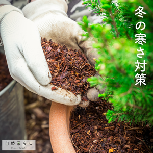 ガーデニング,花のある暮らし,植物のある暮らし,プランター栽培,自然のある暮らしの画像