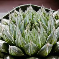 ハオルチア,多肉植物,ハオルチア属,透明な窓,Haworthia オリジナル交配の画像