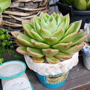 ギルバ,多肉植物,植物のある暮らし,多肉植物のある暮らしの画像