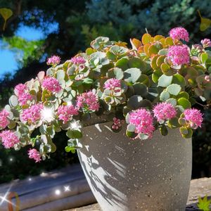 ミセバヤ,鉢植え,可愛い〜♡,多年草,花のある暮らしの画像