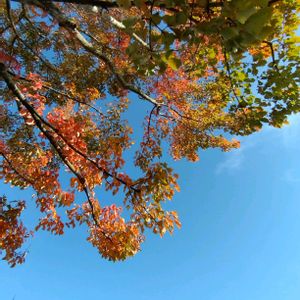 ハナノキ,紅葉（こうよう）,黄葉,せんだい農業園芸センターの画像