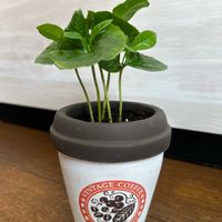 コーヒーの木,観葉植物,わが家の観葉植物❢,観葉植物初心者,観葉植物を楽しむの画像