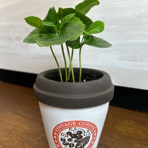 コーヒーの木,観葉植物,わが家の観葉植物❢,観葉植物初心者,観葉植物を楽しむの画像