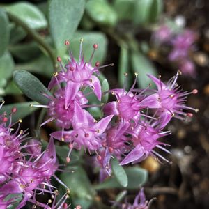 ミセバヤ,日高ミセバヤ,かわいい♡♡,綺麗なお花をありがとう＊,ベランダの画像