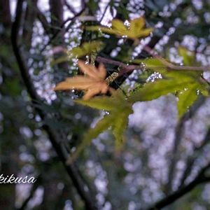 紅葉,イロハモミジ,冬の訪れ,我家のワンニャン♡,雫・雨粒✽の画像