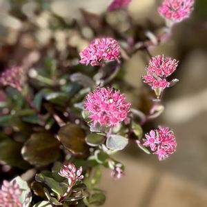 ミセバヤ,癒し,ひとりごと,今日のお花,玄関アプローチの画像