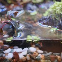 イチョウウキゴケ,観葉植物,テラリウム,成長記録,苔リウムの画像