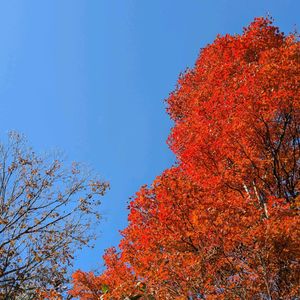 紅葉,コハウチワカエデ,黄葉の画像