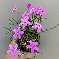 オキザリス,球根植物,原種,球根多肉,植物男子ベランダーの画像