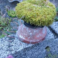 ミセバヤ,多肉植物,赤い花,多肉大好き,山野草の画像