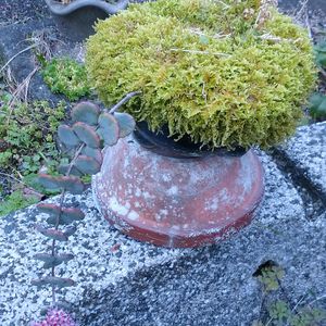 ミセバヤ,多肉植物,赤い花,多肉大好き,山野草の画像