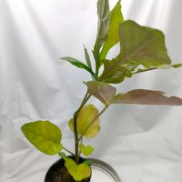 クッソニア・スピカータ,Cussonia_spicata,多肉植物,実生,成長記録の画像