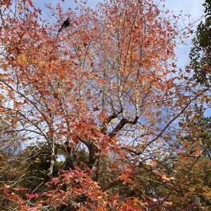 紅葉,紅葉,イロハモミジ,モミジバフウ,カルガモの画像