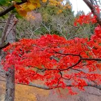 モミジ,紅葉,椛,紅葉狩り,秋の日にの画像