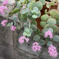 ミセバヤ,ピンクの花,花のある暮らし,お花を楽しむ,その他エクステリアの画像