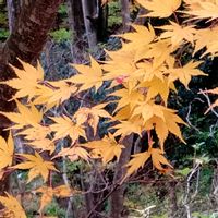 モミジ,椛,紅葉狩り,秋の日に,材木岩の画像