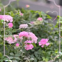 ミニバラ,ピンクのバラ,ミニバラ ほほえみ,ばら バラ 薔薇,園芸店にての画像