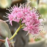 ミセバヤ,ちっちゃなお花,ピンクのお花,今日のお花,笑顔で元気いっぱいにの画像