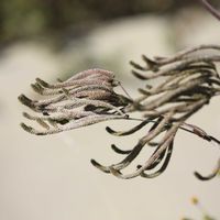 アレチハナガサ,道端の草花,山野草,花後,川岸の画像