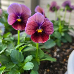 花のある暮らし,サトウ園芸,花友さんに感謝♡,ヌーヴェルヴァーグ ボジョレー,バルコニー/ベランダの画像