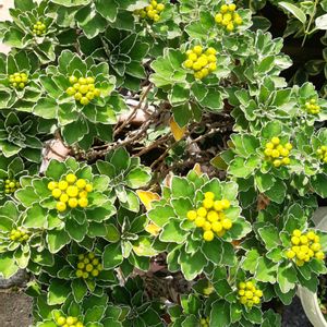 イソギク（磯菊）,多肉植物,観葉植物,葉挿し,リメ缶の画像